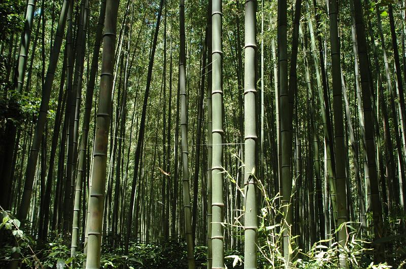 Japon-Juil-07-459