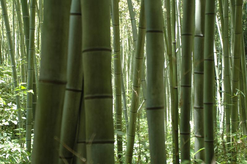Japon-Juil-07-462