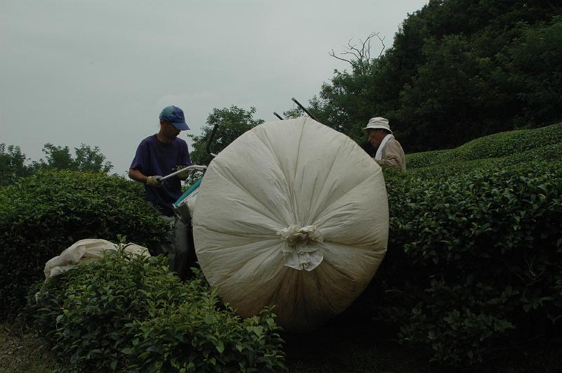 Japon-Juil-07-580