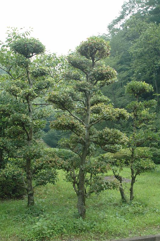 Japon-Juil-07-600