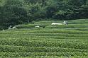 Japon-Juil-07-576