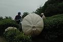 Japon-Juil-07-580